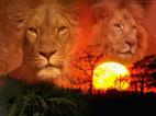 les lions wa lghorob